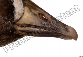 Greater white-fronted goose Anser albifrons beak head 0006.jpg